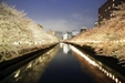 『お江戸深川さくらまつり（江東区）』