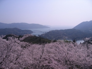 開山の桜