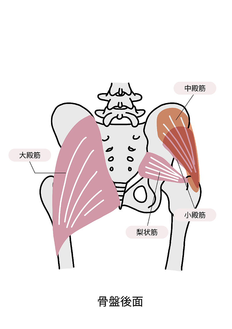 中殿筋・大殿筋