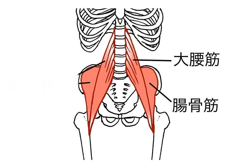 大腰筋と腸骨筋