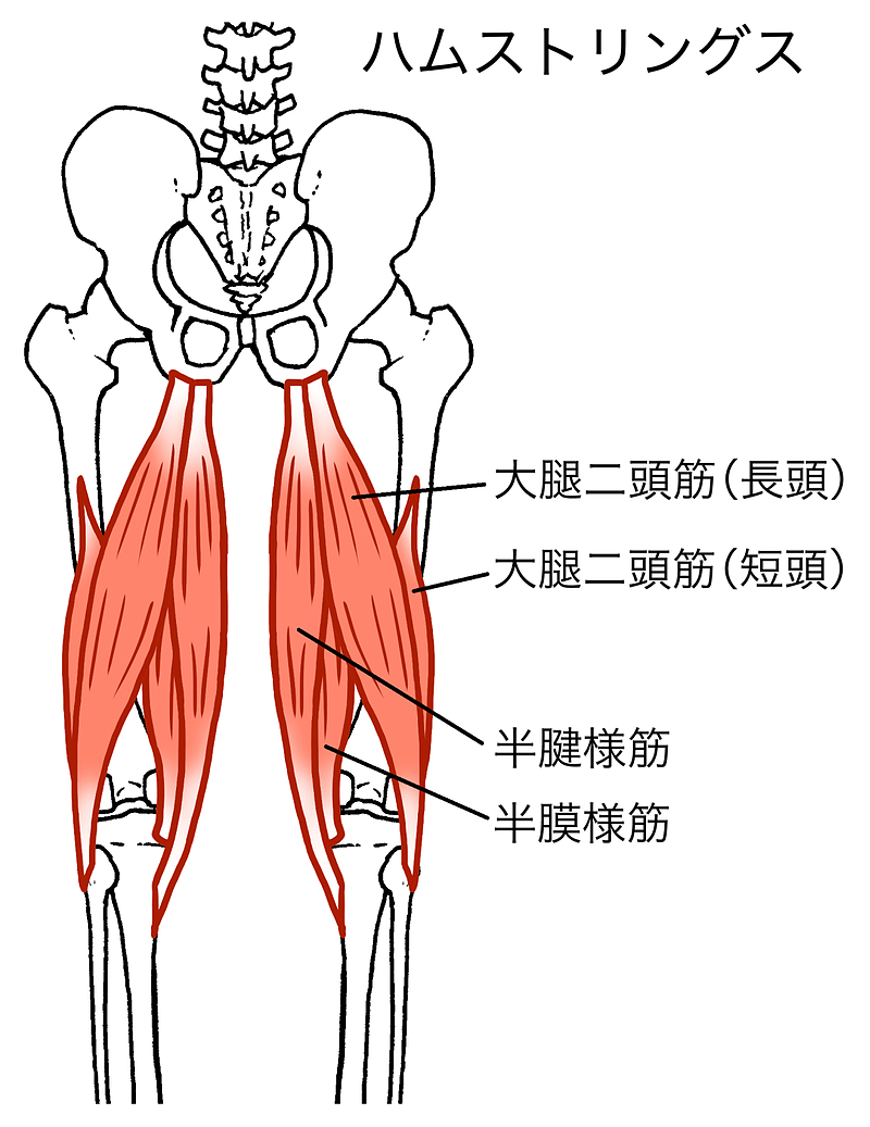 ハムストリングス