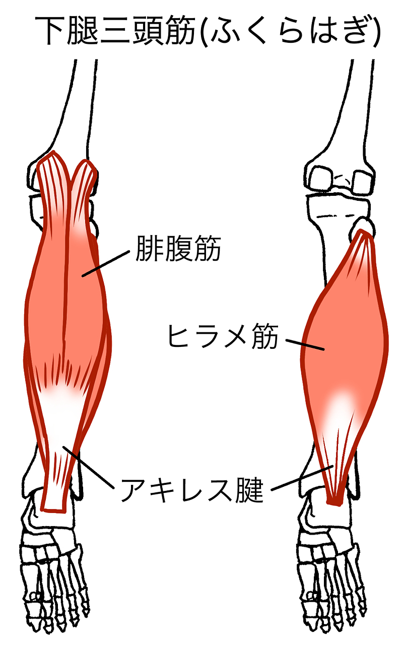 腓腹筋ヒラメ筋