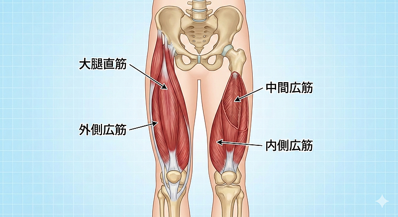 大腿四頭筋