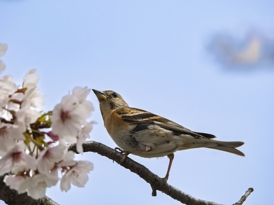 春は「始める」より「軽くする」季節