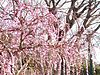 【糸島市志摩】3000本の木に咲く梅の花と海が同時に楽しめる！ 『小富士梅林』| 糸島の不動産屋BAYLEAF
