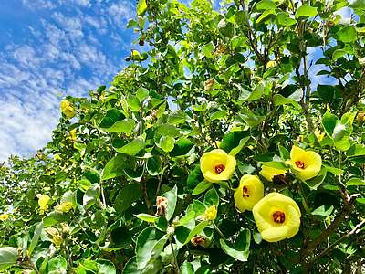 2024年7月【糸島市ハマボウ開花状況】青い空に黄色のハマボウが鮮やかに咲きほこる | 糸島の不動産屋BAYLEAF
