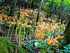 【2024年見ごろ情報】植物が豊かな花の名峰『井原山』オオキツネノカミソリ | 糸島の不動産屋BAYLEAF
