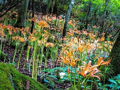 【2024年見ごろ情報】植物が豊かな花の名峰『井原山』オオキツネノカミソリ | 糸島の不動産屋BAYLEAF