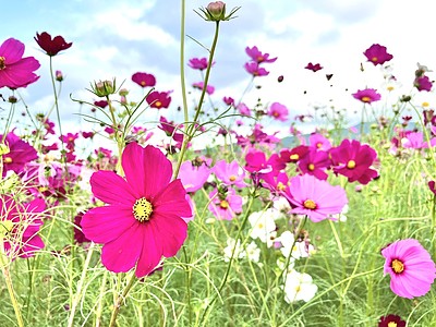 2024年10月『糸島市平原歴史公園コスモス畑』開花状況｜ | 糸島の不動産屋BAYLEAF