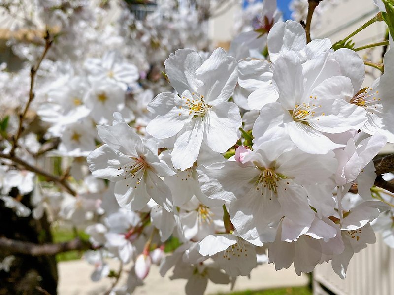 桜