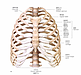 胸郭を動かすには…