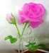 エッチングのバラの花を　ピンクに塗ってみました
