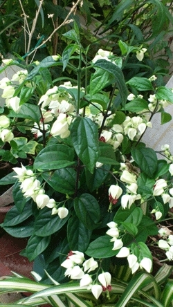 白い花　生き生きした　植物　リーフ