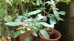ブルーベリー　鉢植え　緑
