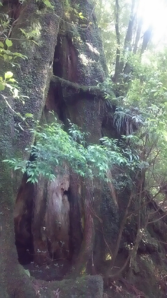 屋久島　縄文杉　トレッキング　神秘