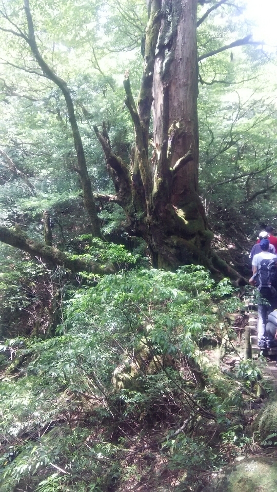 屋久島　縄文杉　トレッキング　神秘