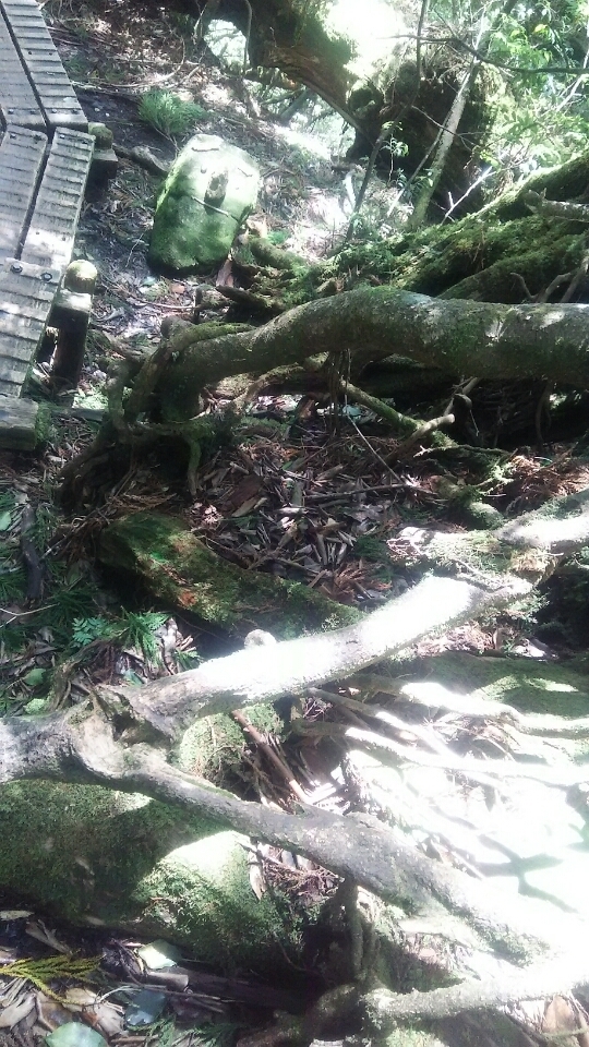 屋久島　縄文杉　トレッキング　神秘