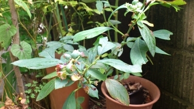 ブルーベリー　自家製　鉢植え　家庭菜園