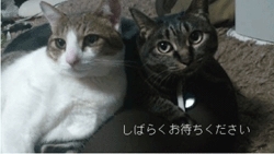 可愛い猫　キレイな猫　猫2匹　アーモンドアイ
