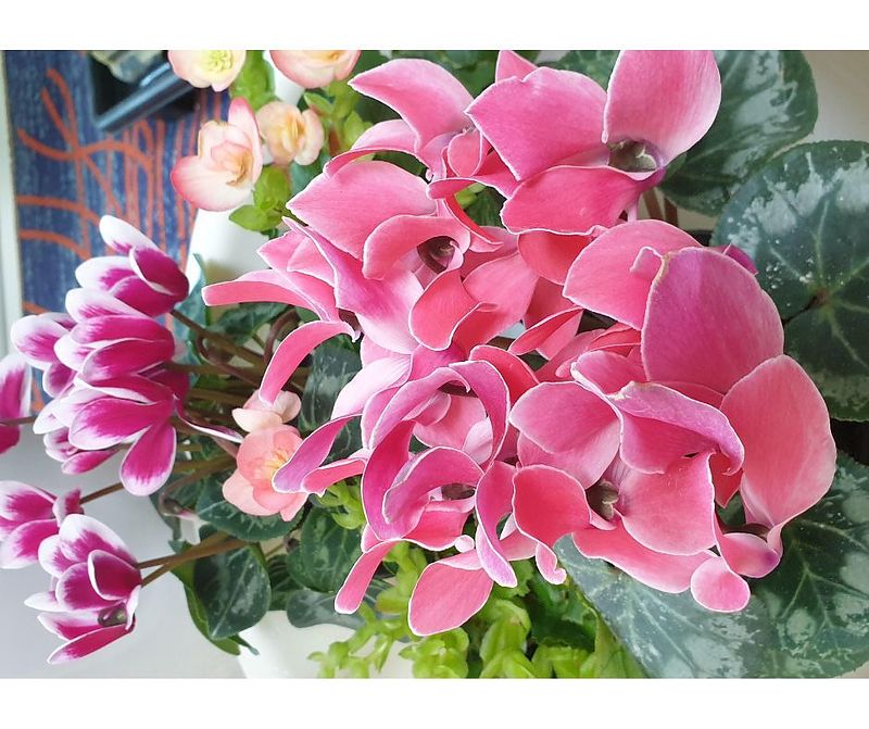 シクラメン シクラメン