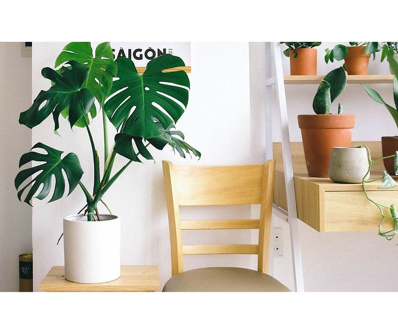 観葉植物 観葉植物