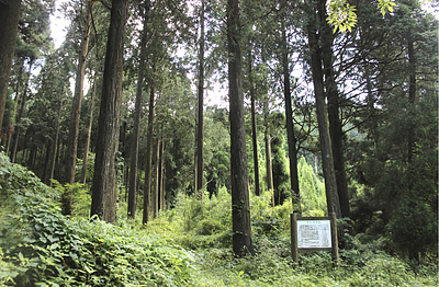 ひのきを選ぶと、山が元気になる？自然とつながる“やさしい選択”5選