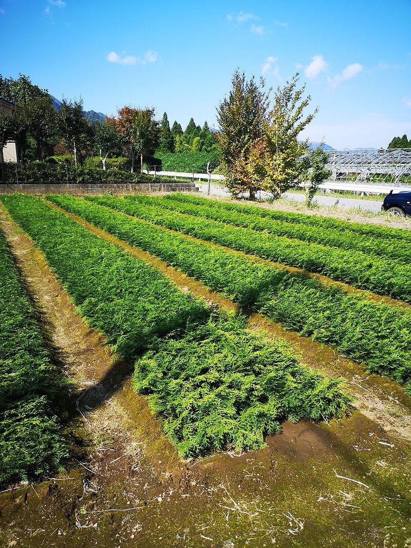 南郷檜（なんごうひ）