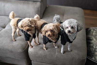 新築で福岡県古賀市に愛犬と暮らす理想の家づくりアイデアと快適ポイント