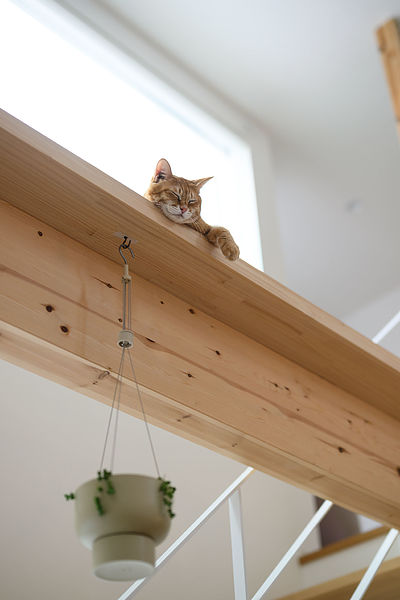 自由設計で叶える愛猫と快適に暮らす家づくり完全ガイド