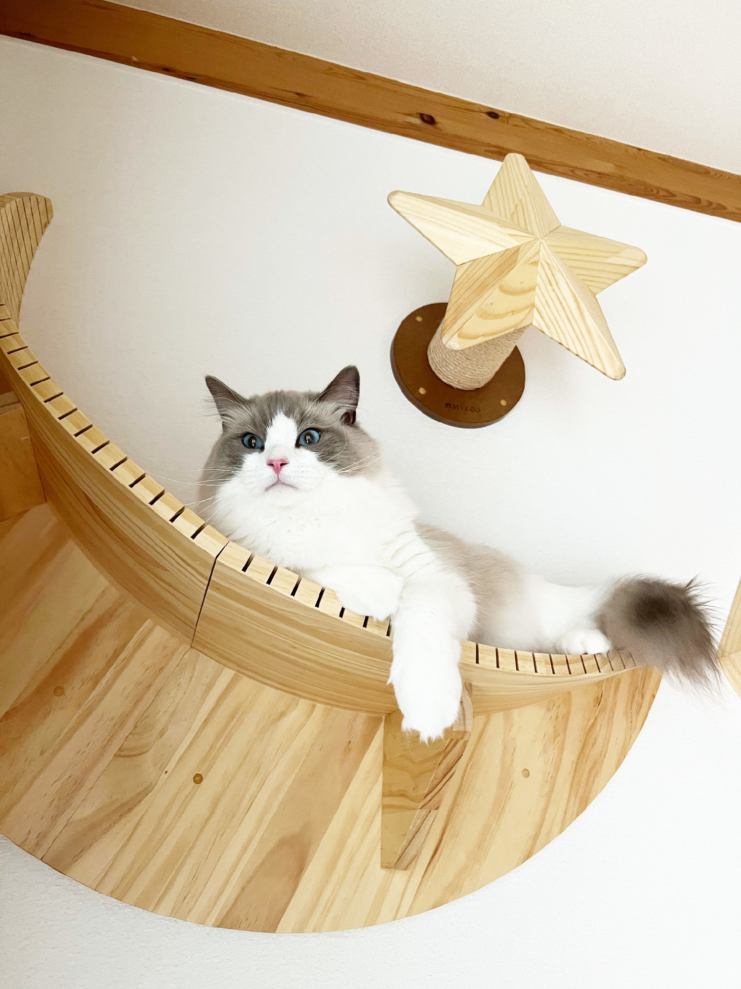 キャットウォーク2