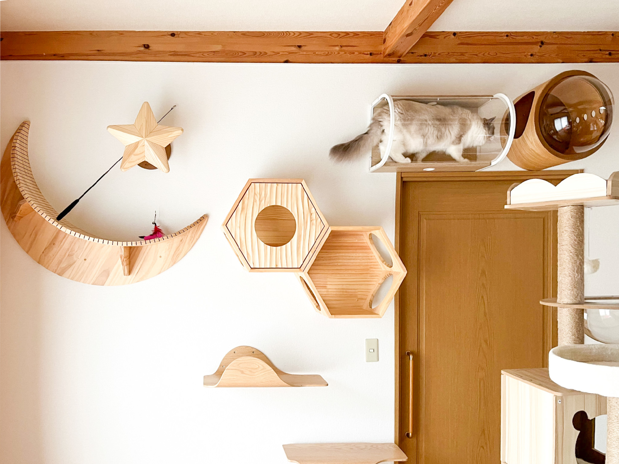 キャットウォーク1