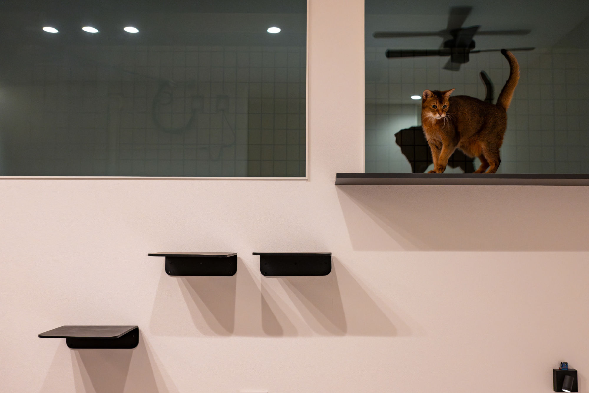 キャットウォーク