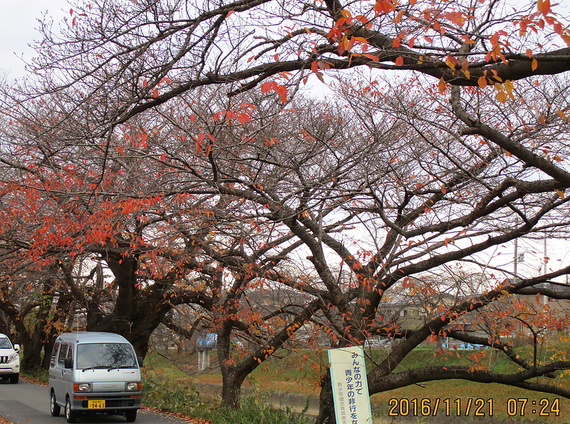 紅葉も終焉？