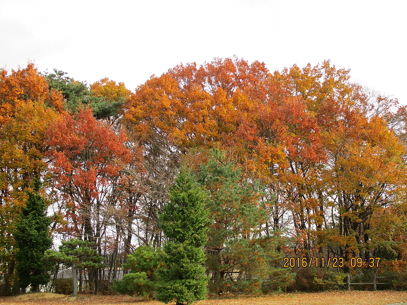 おとぎ紅葉