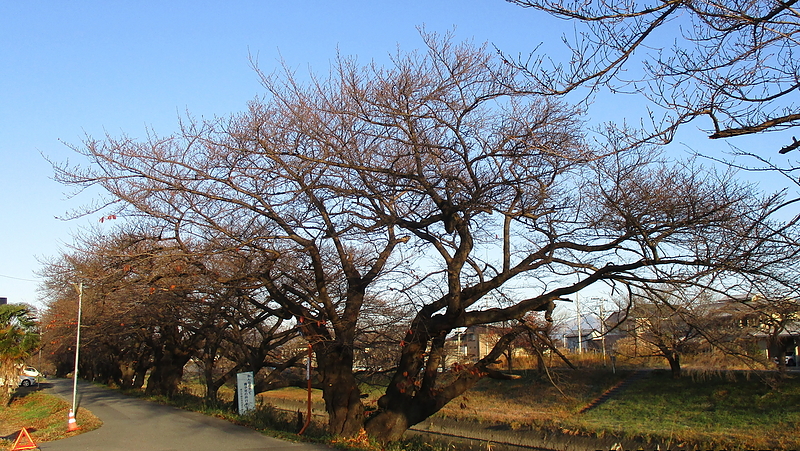 桜並木