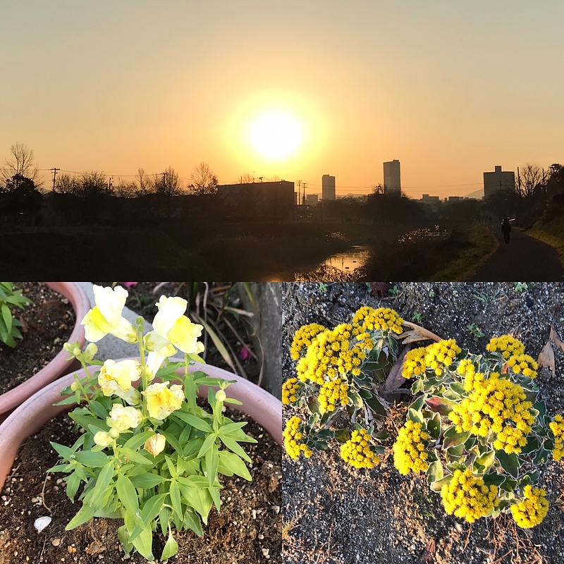 12.20 朝陽と花々