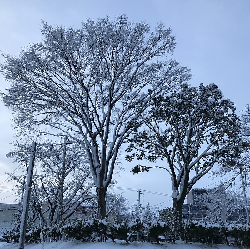 17.1.21 雪景色