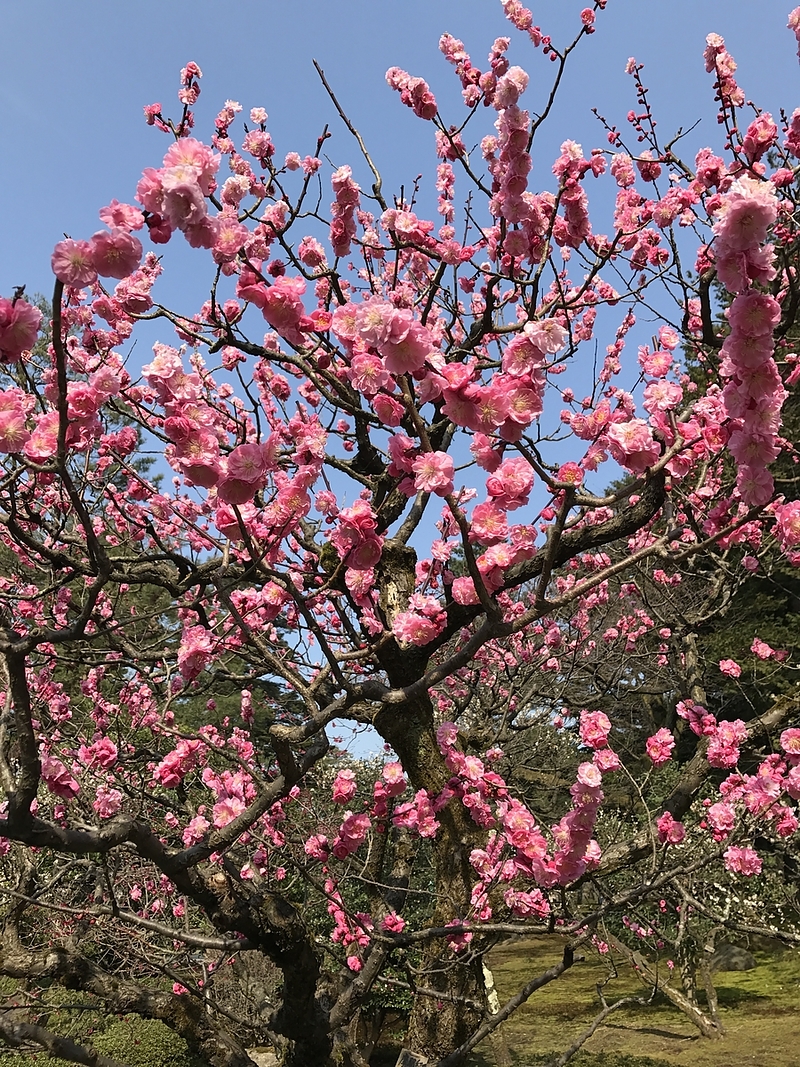 17.3.20 兼六園紅梅