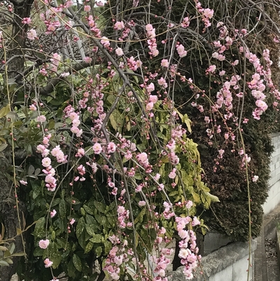 17.3.31 早咲き桜