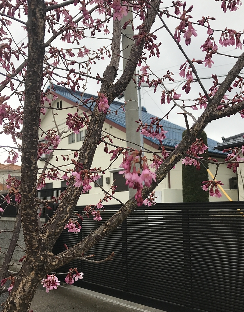 17.4.1 桜