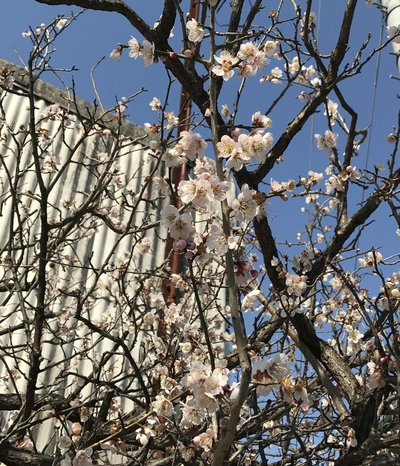 17.4.5 桜