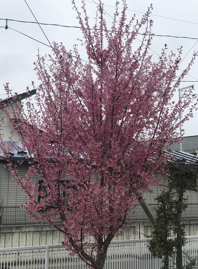 17.4.10 桜