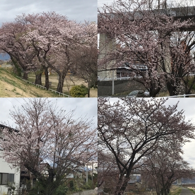 17.4.11 桜
