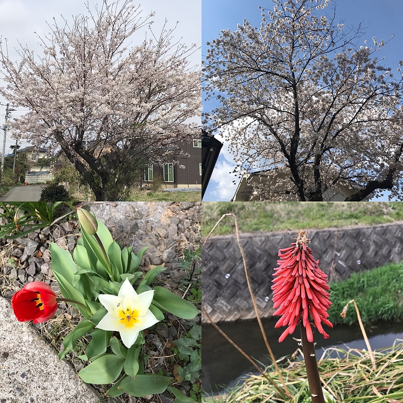 17.4.13 花々