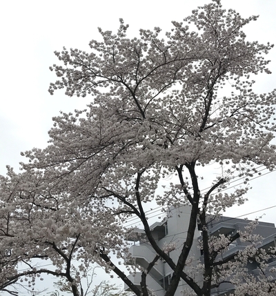 17.4.17 桜