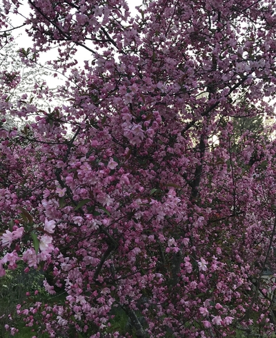 17.5.4 桜