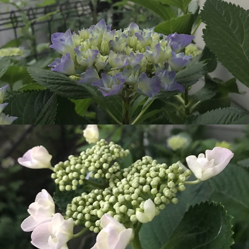 17.6.13 紫陽花