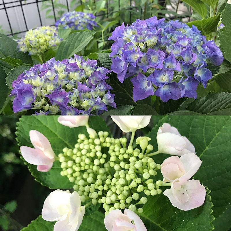 17.6.17 紫陽花