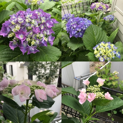 17.6.19 紫陽花