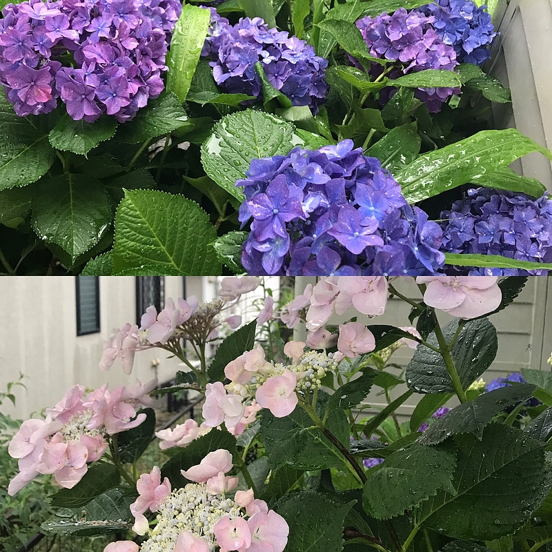 17.7.4 紫陽花